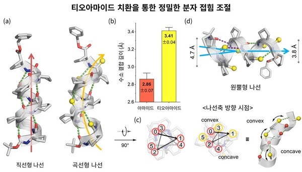 티오아마이드(thioamide) 치환을 통한 정밀한 분자 접힘 조절 (출처: KAIST) / 2025.11.16
